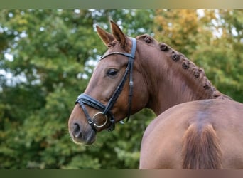 Westfaal, Merrie, 5 Jaar, 171 cm, Donkere-vos