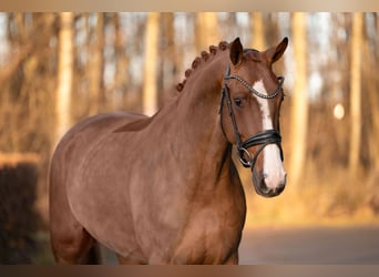 Westfaal, Merrie, 5 Jaar, 171 cm, Vos