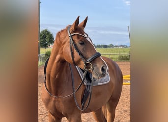 Westfaal, Merrie, 5 Jaar, 173 cm, Vos