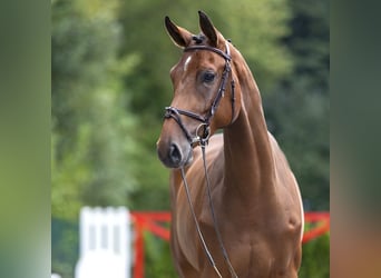 Westfaal, Merrie, 5 Jaar, 174 cm, Brauner