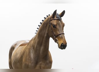 Westfaal, Merrie, 5 Jaar, 174 cm