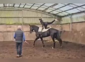 Westfaal, Merrie, 5 Jaar, 174 cm, Zwart