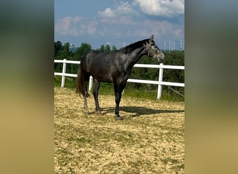 Westfaal, Merrie, 5 Jaar, 175 cm, Schimmel
