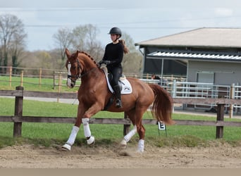 Westfaal, Merrie, 5 Jaar, 175 cm, Vos