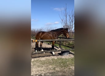 Westfaal, Merrie, 5 Jaar, 176 cm, Bruin