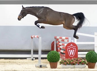 Westfale, Stute, 5 Jahre, 176 cm, Brauner