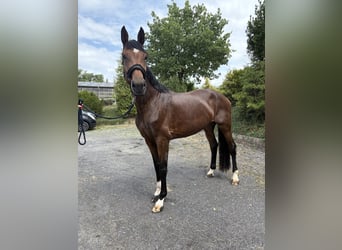 Westfaal, Merrie, 5 Jaar, 176 cm, Donkerbruin