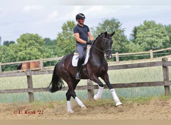 Westfaal, Merrie, 5 Jaar, 178 cm, Zwart