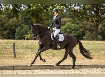 Westfaal, Merrie, 5 Jaar, 178 cm, Zwart