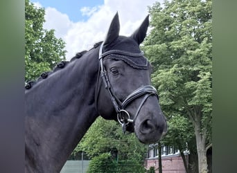 Westfaal, Merrie, 5 Jaar, 178 cm, Zwart