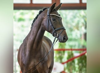 Westfaal, Merrie, 5 Jaar, Bruin