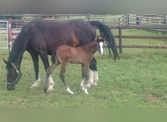 Westfaal, Merrie, 5 Jaar, Schimmel