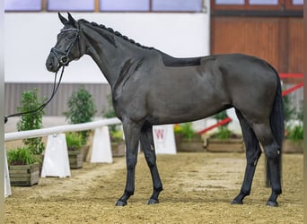 Westfaal, Merrie, 5 Jaar, Zwartbruin