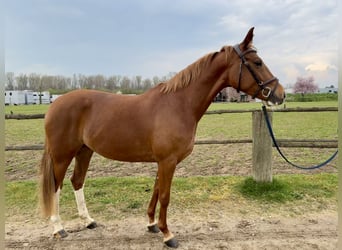 Westfaal, Merrie, 6 Jaar, 153 cm, Vos