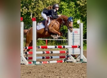Westfaal, Merrie, 6 Jaar, 153 cm, Vos