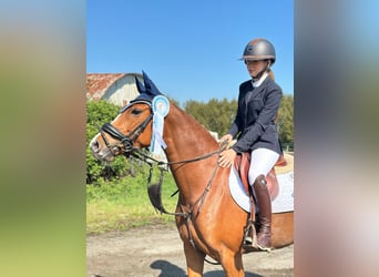 Westfaal, Merrie, 6 Jaar, 153 cm, Vos