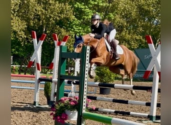 Westfaal, Merrie, 6 Jaar, 153 cm, Vos