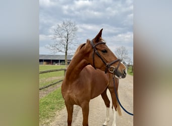 Westfaal, Merrie, 6 Jaar, 153 cm, Vos