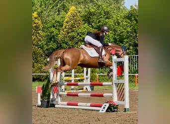 Westfaal, Merrie, 6 Jaar, 153 cm, Vos