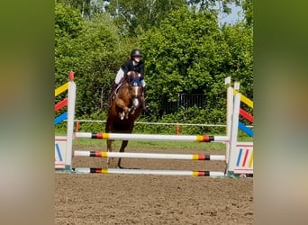 Westfaal, Merrie, 6 Jaar, 153 cm, Vos
