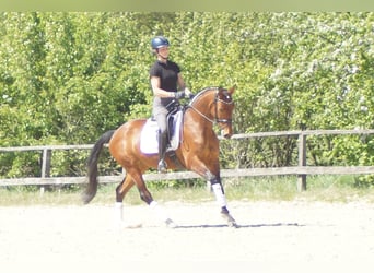 Westfaal, Merrie, 6 Jaar, 158 cm, Bruin