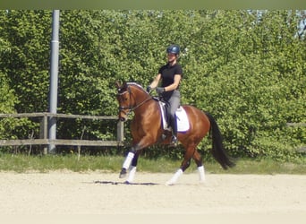 Westfaal, Merrie, 6 Jaar, 158 cm, Bruin