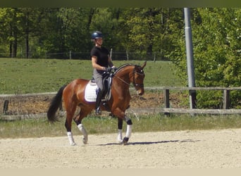 Westfaal, Merrie, 6 Jaar, 158 cm, Bruin