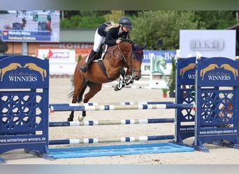 Westfaal, Merrie, 6 Jaar, 158 cm, Bruin