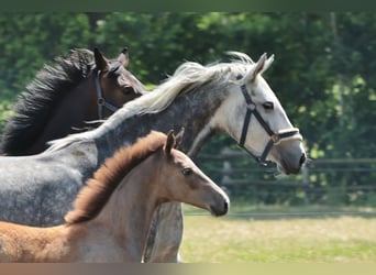 Westfaal, Merrie, 6 Jaar, 162 cm, Schimmel