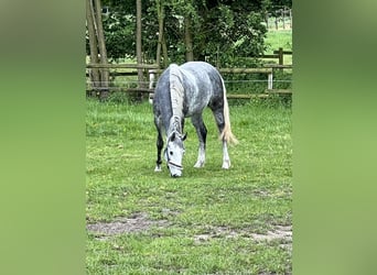 Westfaal, Merrie, 6 Jaar, 162 cm, Schimmel