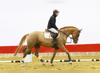 Westfaal, Merrie, 6 Jaar, 162 cm