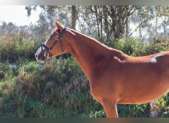 Westfaal, Merrie, 6 Jaar, 162 cm, Vos