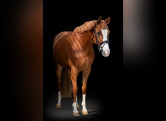 Westfaal, Merrie, 6 Jaar, 162 cm, Vos