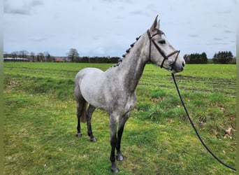 Westfaal, Merrie, 6 Jaar, 163 cm, Schimmel