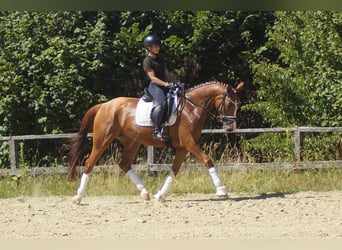 Westfaal, Merrie, 6 Jaar, 163 cm, Vos