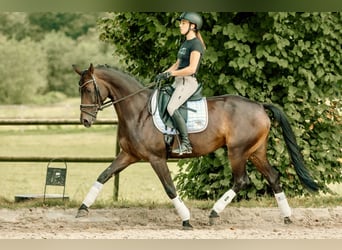 Westfaal, Merrie, 6 Jaar, 165 cm, Donkerbruin