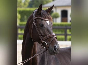 Westfaal, Merrie, 6 Jaar, 165 cm, Donkerbruin