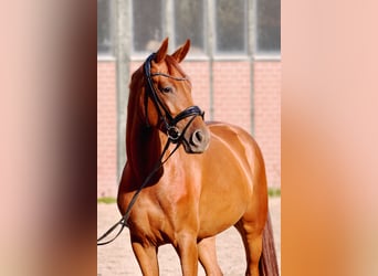 Westfaal Mix, Merrie, 6 Jaar, 165 cm, Vos