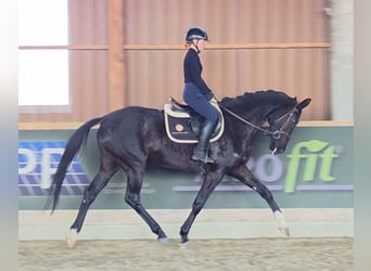 Westfaal, Merrie, 6 Jaar, 165 cm, Zwart