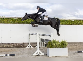 Westfaal, Merrie, 6 Jaar, 165 cm, Zwart