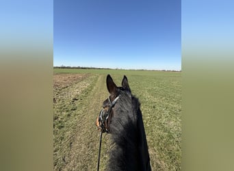 Westfaal, Merrie, 6 Jaar, 166 cm, Bruin