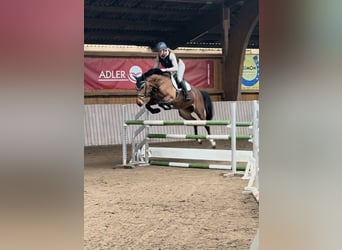 Westfaal, Merrie, 6 Jaar, 166 cm, Bruin