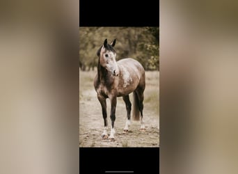 Westfaal, Merrie, 6 Jaar, 167 cm, Brown Falb schimmel