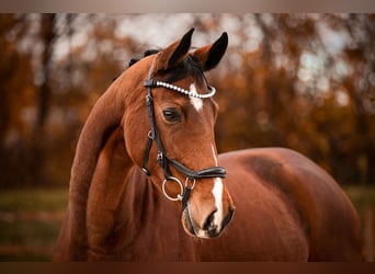 Westfaal, Merrie, 6 Jaar, 167 cm, Bruin