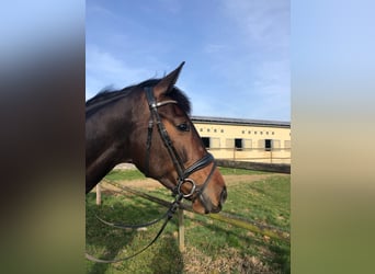 Westfaal, Merrie, 6 Jaar, 167 cm, Bruin