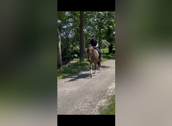 Westfaal, Merrie, 6 Jaar, 167 cm, Donkere-vos