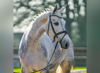Westfaal, Merrie, 6 Jaar, 167 cm, Schimmel