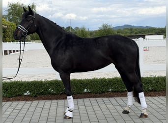 Westfaal, Merrie, 6 Jaar, 167 cm, Zwart