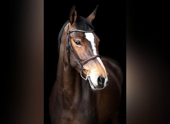 Westfaal, Merrie, 6 Jaar, 168 cm, Brauner