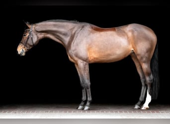 Westfaal, Merrie, 6 Jaar, 168 cm, Brauner